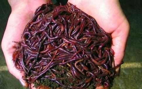 solucanlar ve penis büyütmede kullanımı